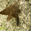 Brown Longtail Skipper