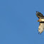 Red-tailed Hawk
