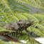 Insect