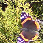 admiral butterfly