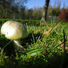 Grass-Green Russula/Groene Berkenrussula