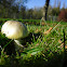 Grass-Green Russula/Groene Berkenrussula