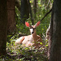 White-tail deer