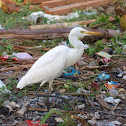 cattle egret