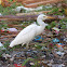cattle egret