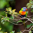 Rainbow Lorikeet