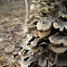 Turkey Tail Fungus