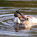 Great crested grebe