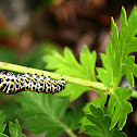Swallowtail