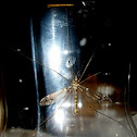 Crane Fly