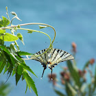 Scarce Swallowtail