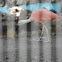 Ibis escarlate