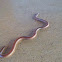 New Mexico threadsnake