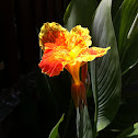 Canna lily