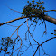 European Mistletoe