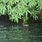 Little grebe