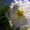 Hollyhock