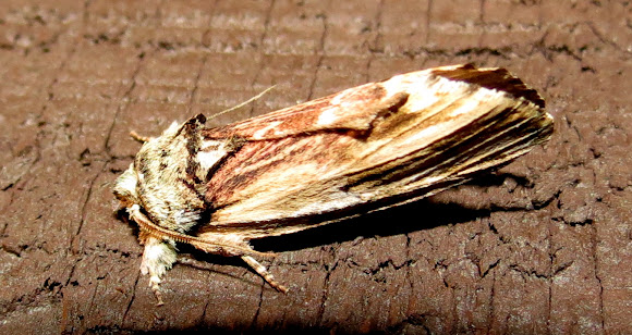 Spotting Image 1
