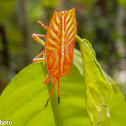 Shield Bug Nymph