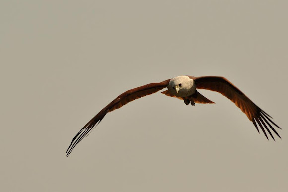 Spotting Image 1