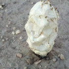 Desert Shaggy Mane