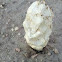 Desert Shaggy Mane