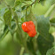 Chili pepper