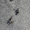 Hormiga del Desierto / Harvester Ant