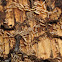 Eastern Subterranean Termite