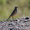 Australasian Pipit