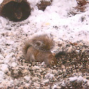 Eastern Gray Squirrel