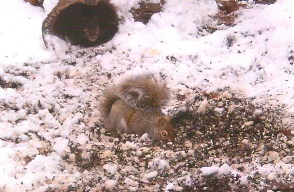 Spotting Image 1