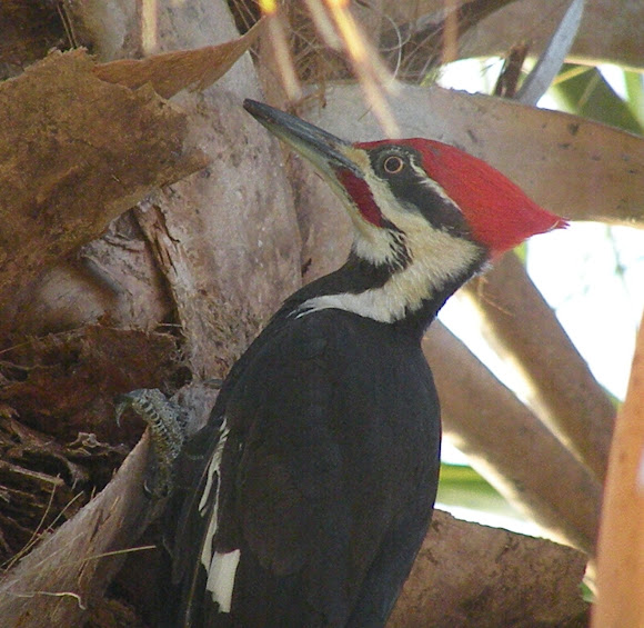 Spotting Image 1