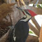 Pileated Woodpecker