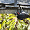 Acorn Woodpecker