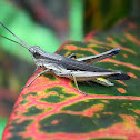 grasshopper