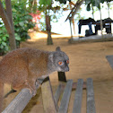 white-fronted brown lemur