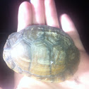 Three toed box turtle