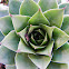Houseleek