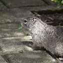 Gray squirrel