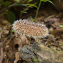 Fungus