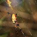 Golden Silk Orb Weaver