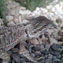 Dragón barbudo 