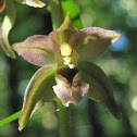 Helleborine