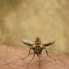 Tachinid fly
