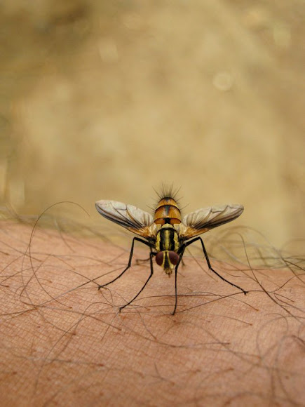 Spotting Image 1