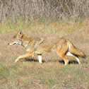 Coyote
