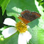 Swamp Metalmark