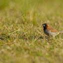 Scaly-breasted Munia