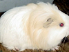Hermosos Cuyos Peruanos Shelties Abisinios Y Am